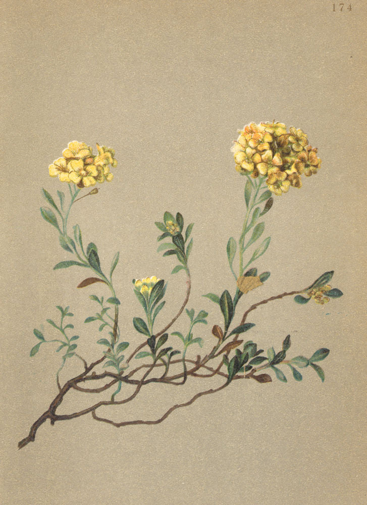 ALPENFLORA ALPINE FLOWERS. Alyssum Wulfenianum Berth-Wulfen's Steinkraut 1897